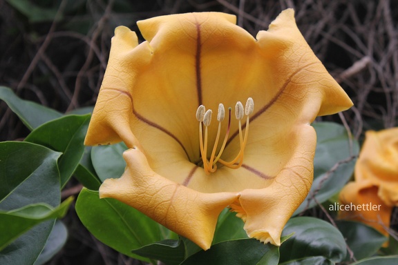 Goldkelch (Solandra maxima)